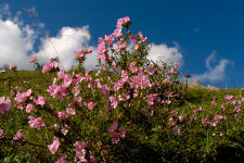 Bergblumen