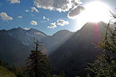 Lärche mit dürrer Spitze Gegenlicht