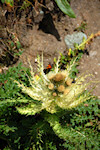 Schmetterling und Biene auf Distel