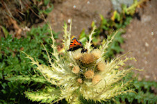 Schmetterling und Biene auf Distel