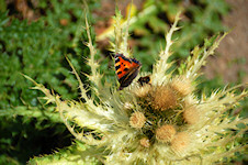 Schmetterling und Biene auf Distel