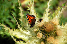 Schmetterling und Biene auf Distel