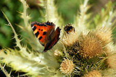 Schmetterling und Biene auf Distel