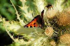 Schmetterling und Biene auf Distel