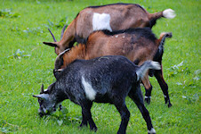 Ziege im Tierpark Ferleiten