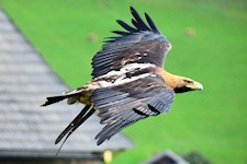 Kaiseradler im Flug