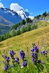 Glockner und Eisenhut