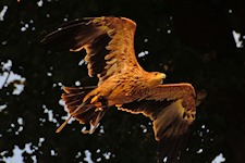 Kaiseradler im Flug