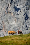 Kühe vor dem Hochkönig