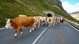 Kuhherde auf der Glocknerstraße