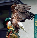 Weißkopfseeadler