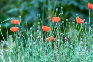 Mohn