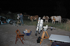 Astrocows