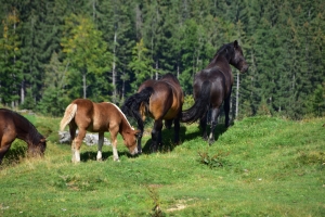 Pferde auf der Weide