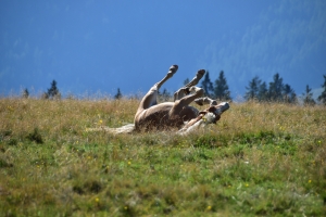 Pferd wälzt sich