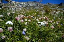 Alpenblumen