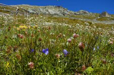 Alpenblumen