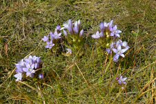 Alpenblumen