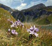 Alpenblumen