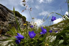 Alpenblumen